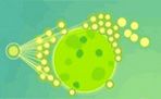 Speles